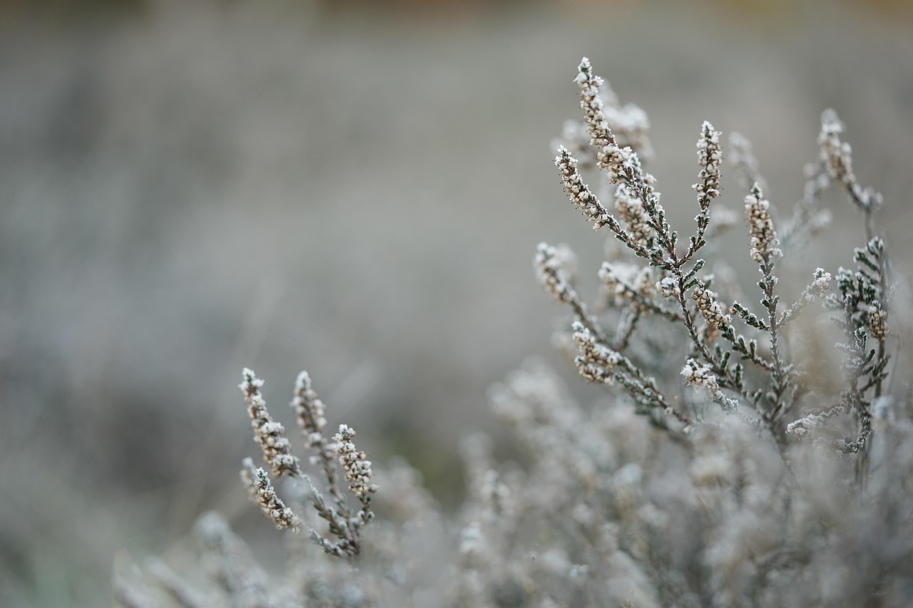entdecken sie köstliches eiscreme in vielfältigen geschmacksrichtungen! unsere eisdiele bietet frische, hausgemachte spezialitäten – perfekt für genießer und naschkatzen.