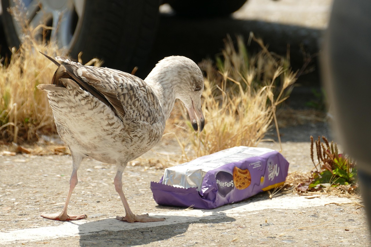 Wie wirkt sich Mikroplastik auf Mensch und Umwelt aus?